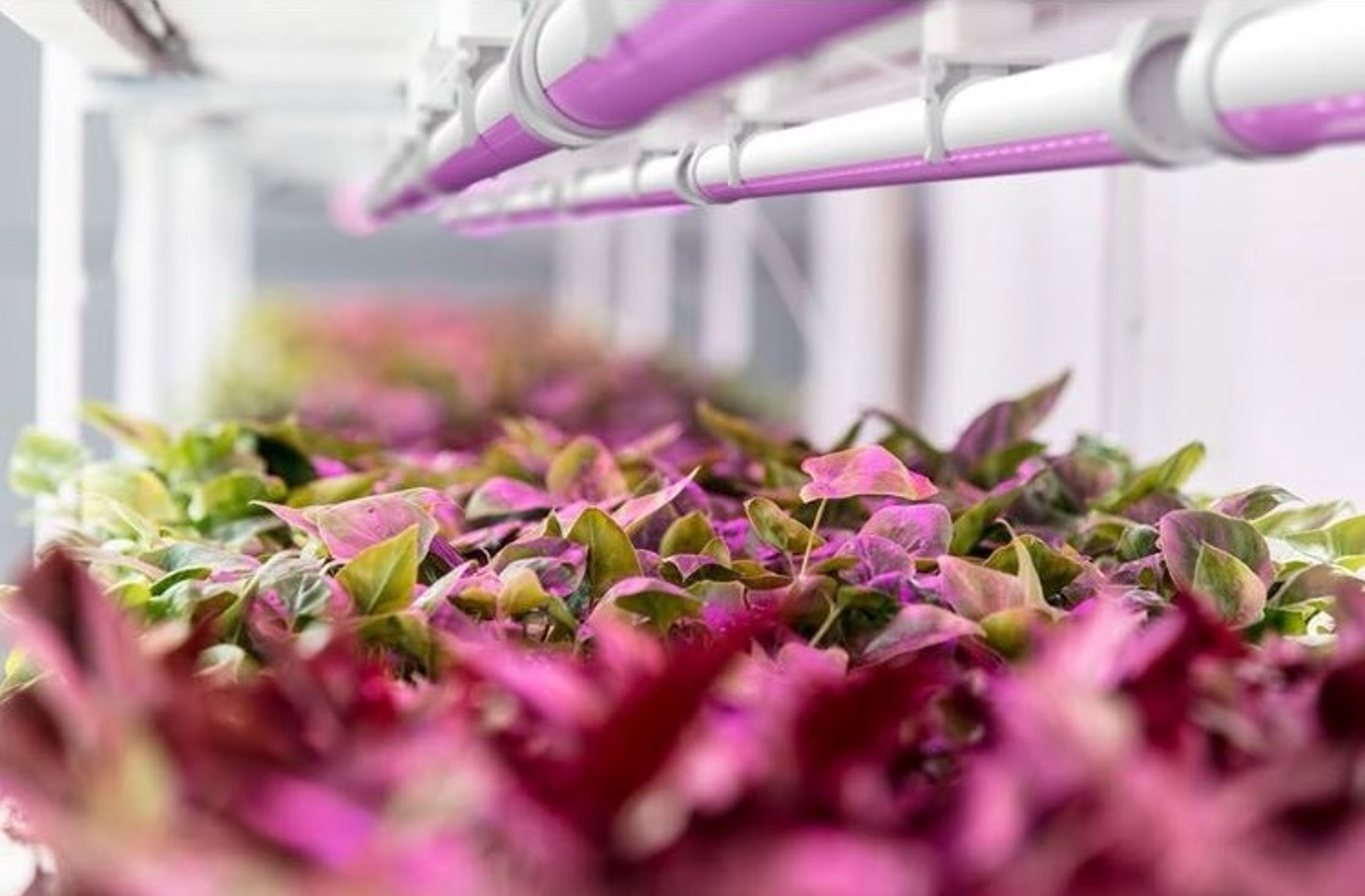 Horticultura 
